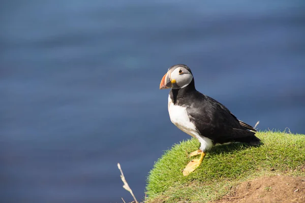 Atlantpuffins Den Vanliga Blåmusen Sjöfågel Aukfamiljen Treshnish Isles Skottland Storbritannien — Stockfoto