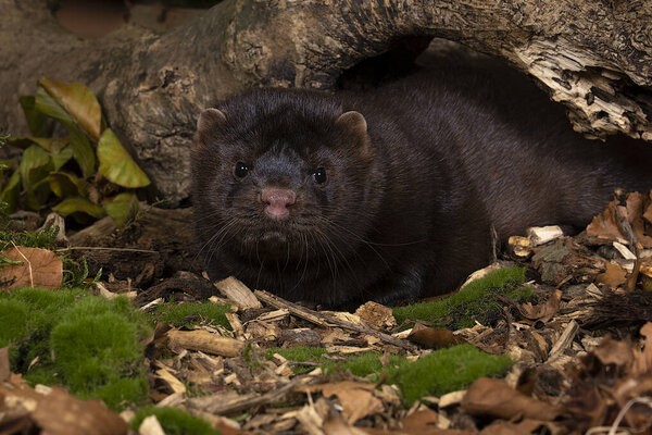 A brown European mink or nerts from a fur farm in an autumn forest landscape