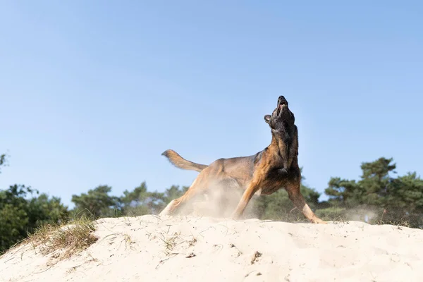 Ein Belgischer Schäferhund Oder Malinois Hund Beim Fangen Mit Einem — Stockfoto