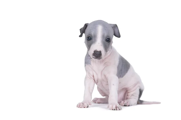 Een Amerikaanse Haarloze Terriër Puppy Geïsoleerd Tegen Een Witte Achtergrond — Stockfoto