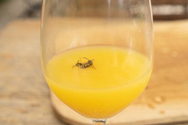 Two wasps  drowning in a glass of orange juice