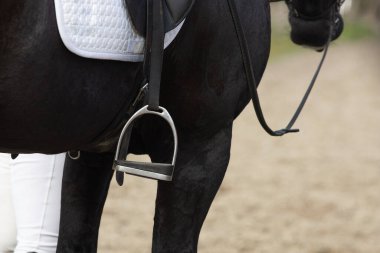 Parlak kürklü, siyah giysili, otlakta gezen Friesian Atı 'nın özel bir ayrıntısı.