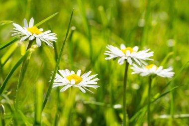 Yazın yeşil çimen arka planı olan küçük bir papatya.