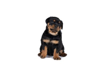 Güzel bir Rottweiler yavrusu, beş haftalık, stüdyo resmi beyazlar içinde.