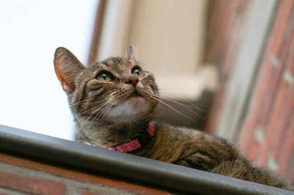 Grå Tabby Katt Sitter Ett Tak Sett Underifrån — Stockfoto