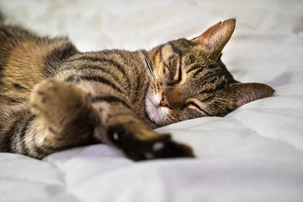Een Grijze Tabby Kat Liggend Een Bed Closeup — Stockfoto