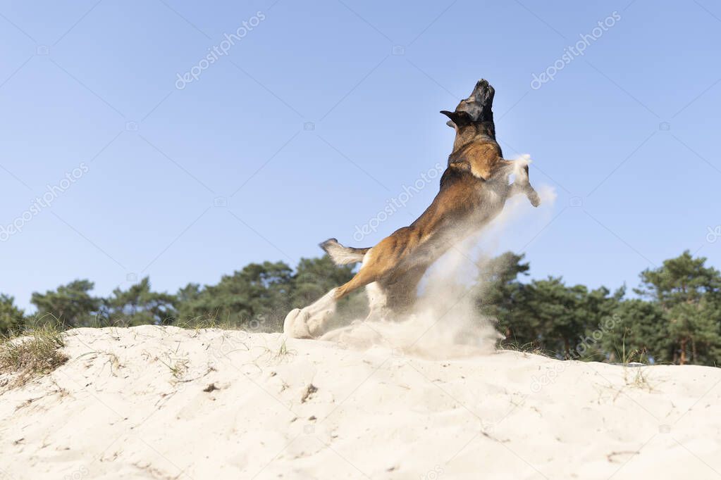 A Belgian sheepdog or Malinois dog playing catch with a ball outdoors in a dune area