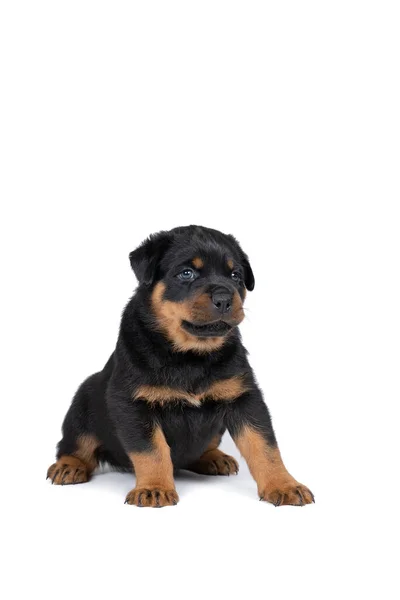 Beautiful Rottweiler Puppy Age Five Weeks Studio Shot Isolated White — Stock Photo, Image
