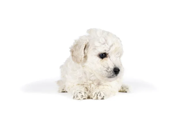 Chiot Caniche Jouet Blanc Couche Sur Fond Blanc Theme Bebe Animal Peu Jeune Stock Photo Chiot Caniche Jouet Blanc Couche Sur Fond Blanc Theme Bebe Animal Peu Jeune Stock Photo