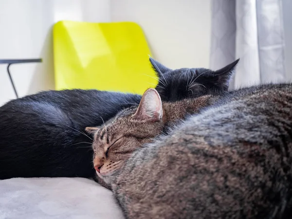 Gato Jovem Velho Dormindo Lado Lado — Fotografia de Stock