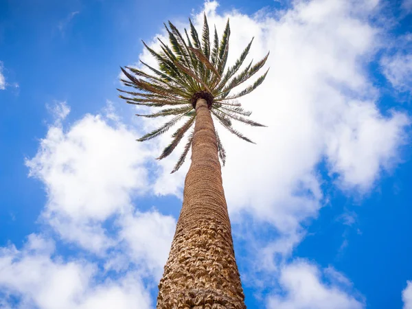 Looking up at the sole palm tree crown.