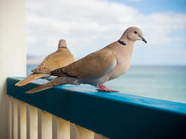 Dois Pombos Olhando Para Mar Cerca Azul — Fotografia de Stock