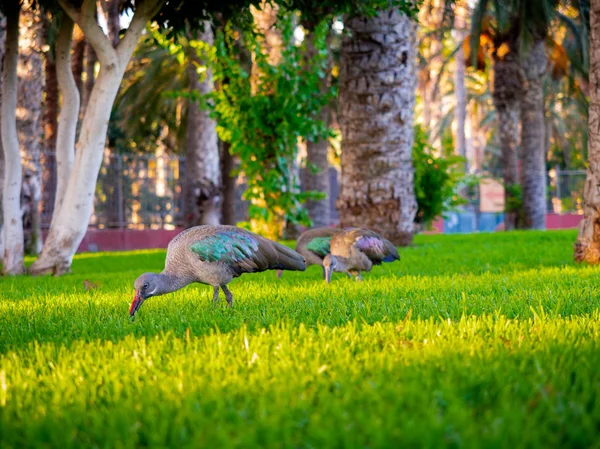Kudde Hadada Ibissen Voederen Het Park Voor Zonsondergang — Stockfoto