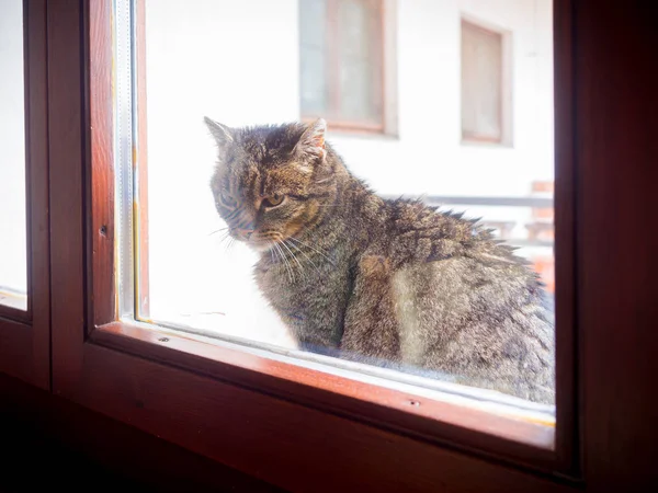 Tomcat, patrząc w okno — Zdjęcie stockowe