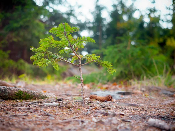 Kiełki, rosnące w lesie Zdjęcie Stockowe