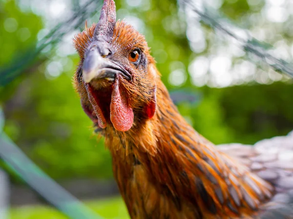 Angry chicken portrait Stock Picture