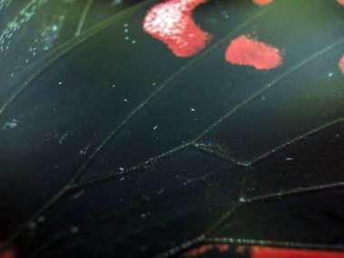 Mikroskop altında kelebek kanatları