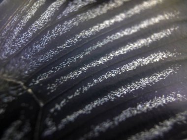 Mikroskop altında kelebek kanatları