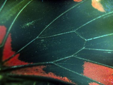 Mikroskop altında kelebek kanatları