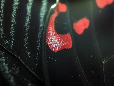 Mikroskop altında kelebek kanatları