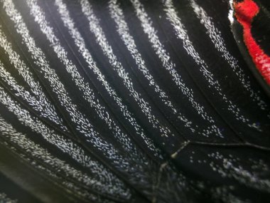 Mikroskop altında kelebek kanatları