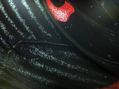 Mikroskop altında kelebek kanatları