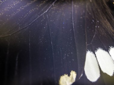 Mikroskop altında kelebek kanatları