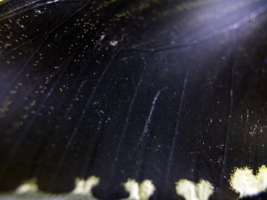 Mikroskop altında kelebek kanatları