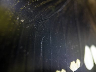 Mikroskop altında kelebek kanatları