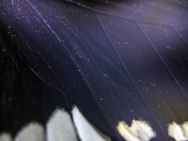 Mikroskop altında kelebek kanatları