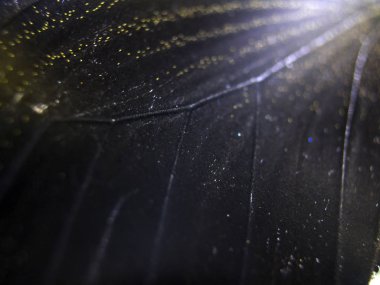 Mikroskop altında kelebek kanatları