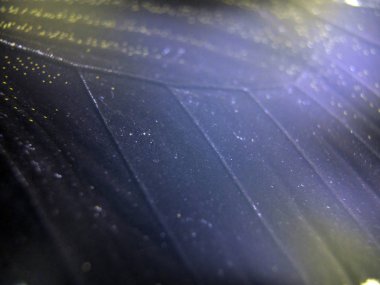 Mikroskop altında kelebek kanatları