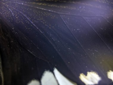 Mikroskop altında kelebek kanatları