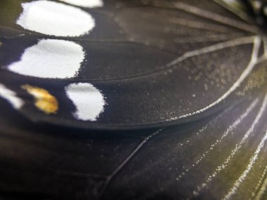 Mikroskop altında kelebek kanatları