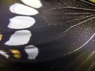 Mikroskop altında kelebek kanatları