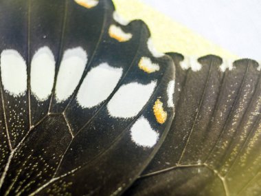 Mikroskop altında kelebek kanatları