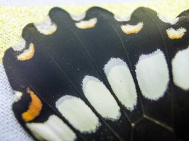 Mikroskop altında kelebek kanatları