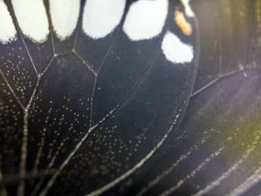 Mikroskop altında kelebek kanatları