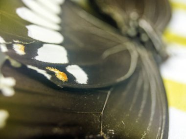 Mikroskop altında kelebek kanatları