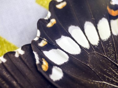 Mikroskop altında kelebek kanatları