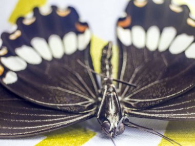 Mikroskop altında kelebek kanatları