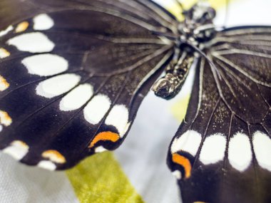 Mikroskop altında kelebek kanatları