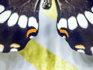 Mikroskop altında kelebek kanatları