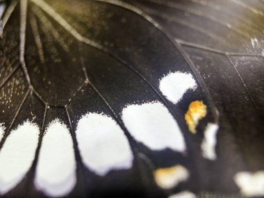 Mikroskop altında kelebek kanatları