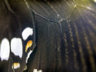 Mikroskop altında kelebek kanatları