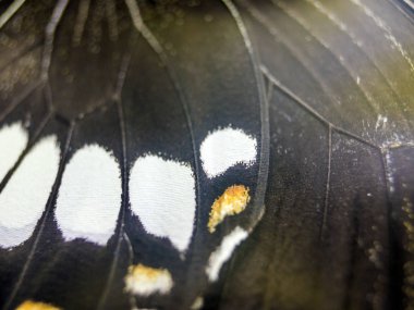 Mikroskop altında kelebek kanatları