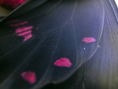 Mikroskop altında kelebek kanatları