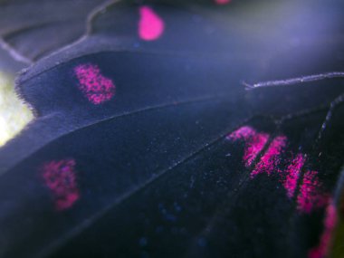 Mikroskop altında kelebek kanatları