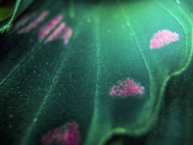 Mikroskop altında kelebek kanatları