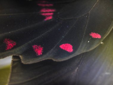 Mikroskop altında kelebek kanatları